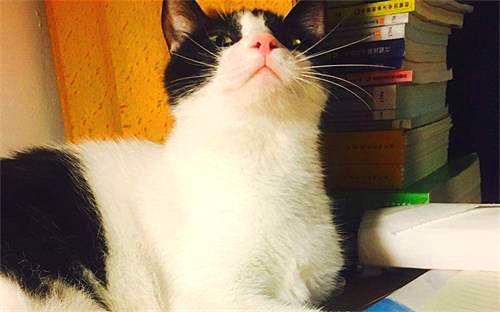 娱乐吃瓜酱猫妈妈,揭秘娱乐圈背后的温馨故事