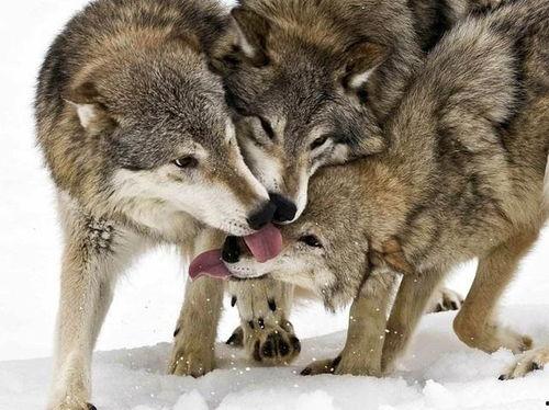 娱乐吃瓜酱狼性,揭秘娱乐圈的狠角色